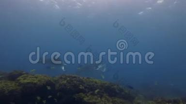 曼塔·赖斯特写镜头。 蓝海水域大型泳游珊瑚礁清洗站